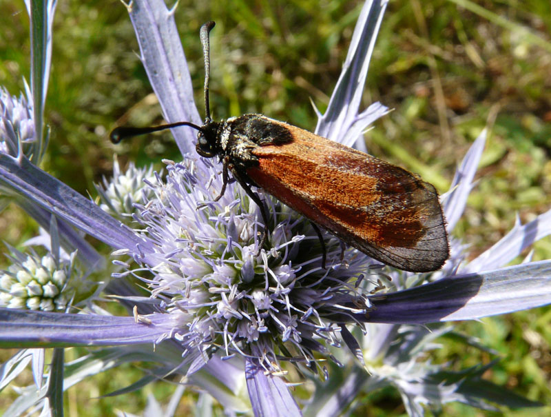 Zygaena in esame